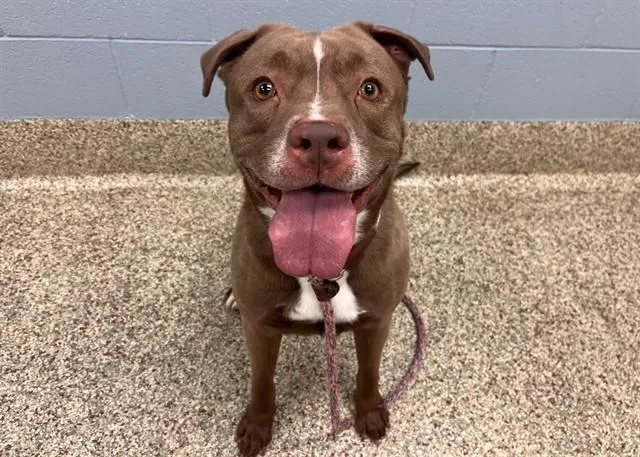 An adult large-sized male Pit Bull Terrier dog named Zeus Allen for adoption in Colorado Springs, CO