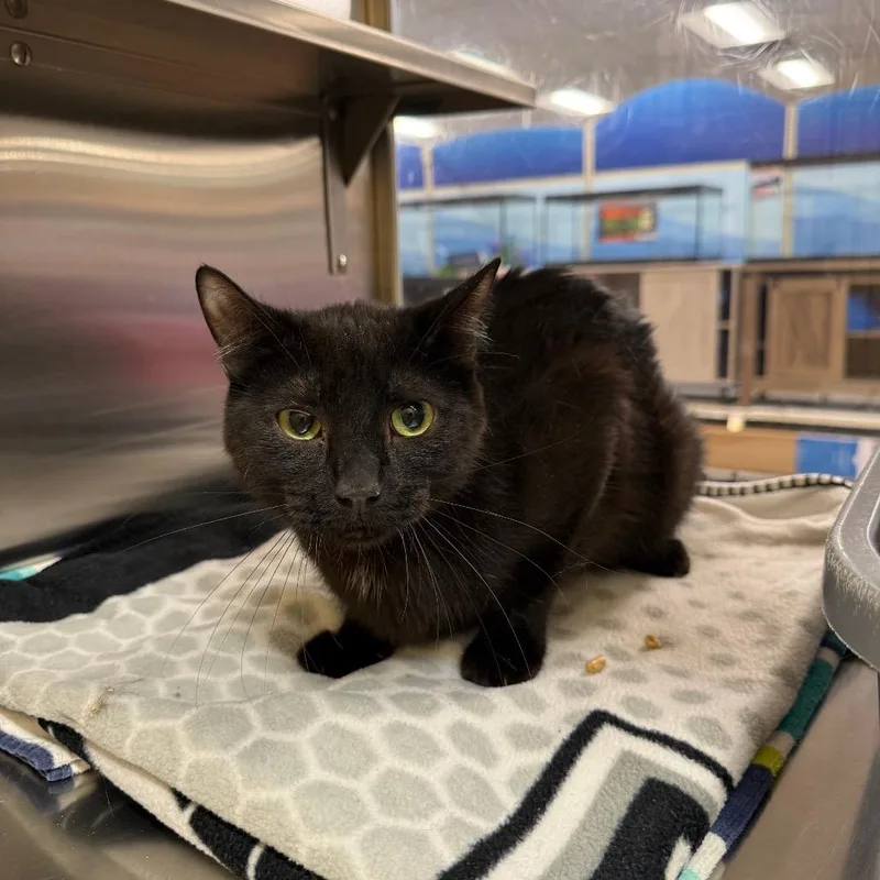 A senior small-sized male Black Domestic Short Hair cat named Blackjack for adoption in Hemet, CA