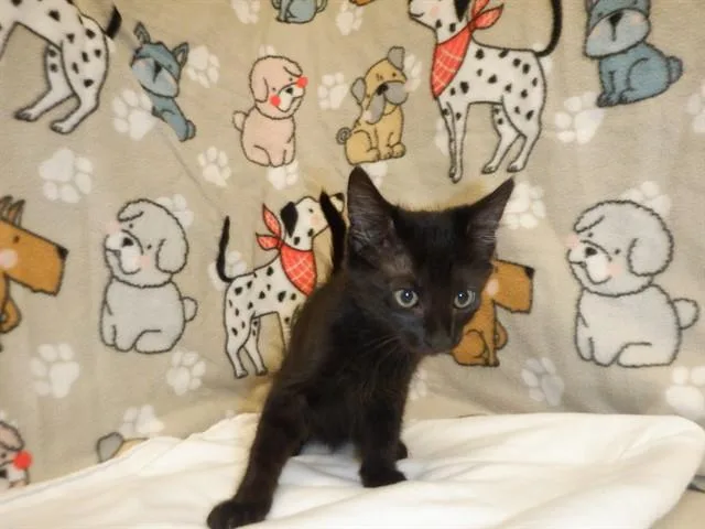 A baby small-sized male Domestic Short Hair cat named Ink Spot for adoption in San Jose, CA