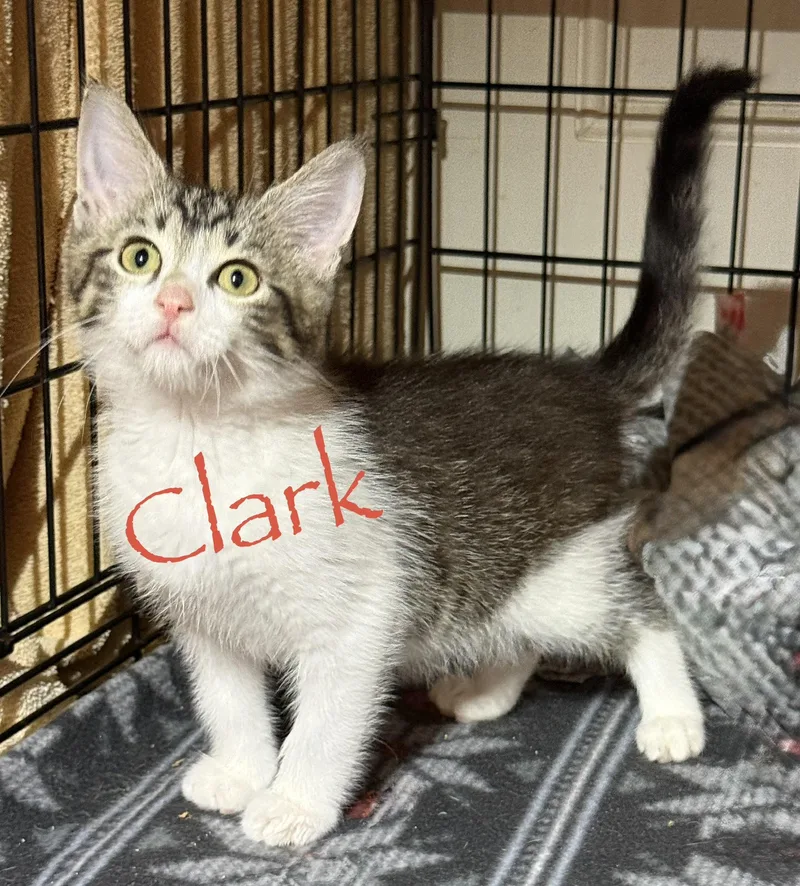A baby medium-sized male Tabby (Brown / Chocolate) Domestic Short Hair cat named Clark for adoption in Pawleys Island, SC