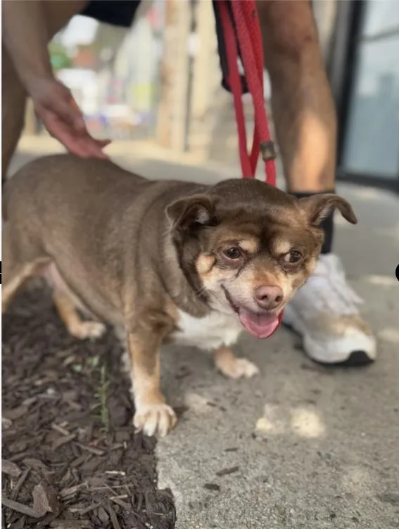 An adult small-sized male Brown / Chocolate Chihuahua dog named Copper for adoption in Chicago, IL