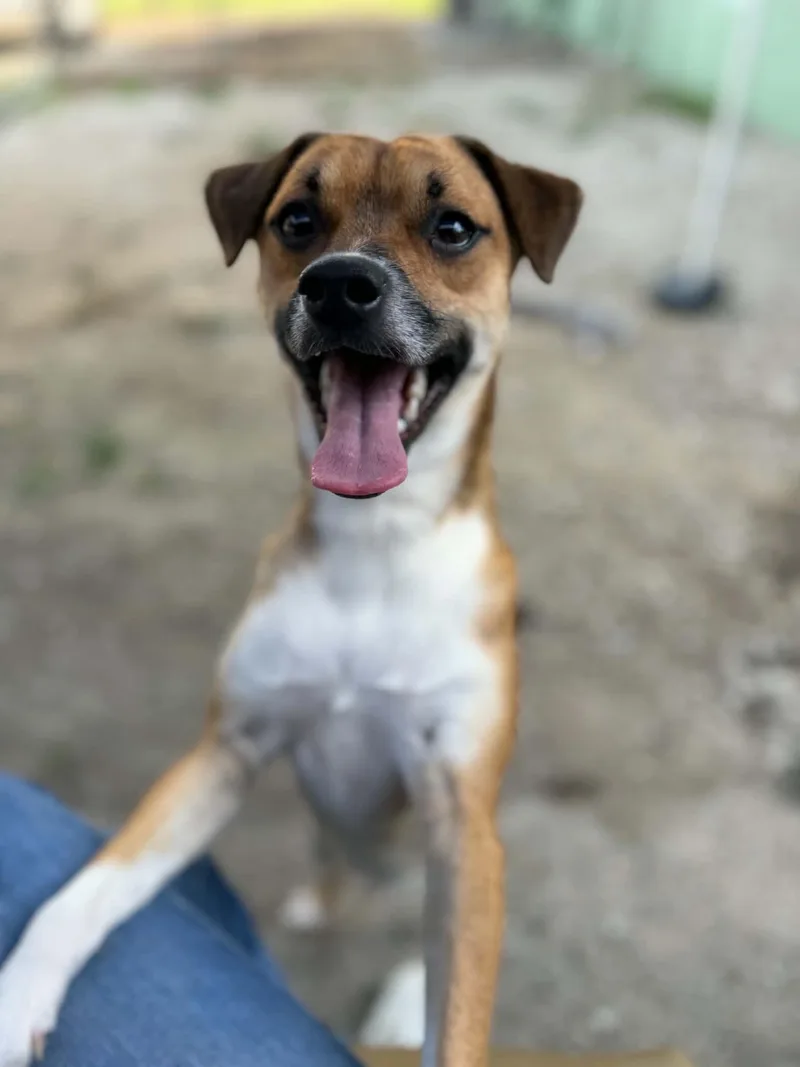 An adult small-sized male Terrier dog named Frankie for adoption in Atchison, KS