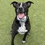 An adult large-sized male Black Pit Bull Terrier dog named Mac for adoption in Hilliard, OH