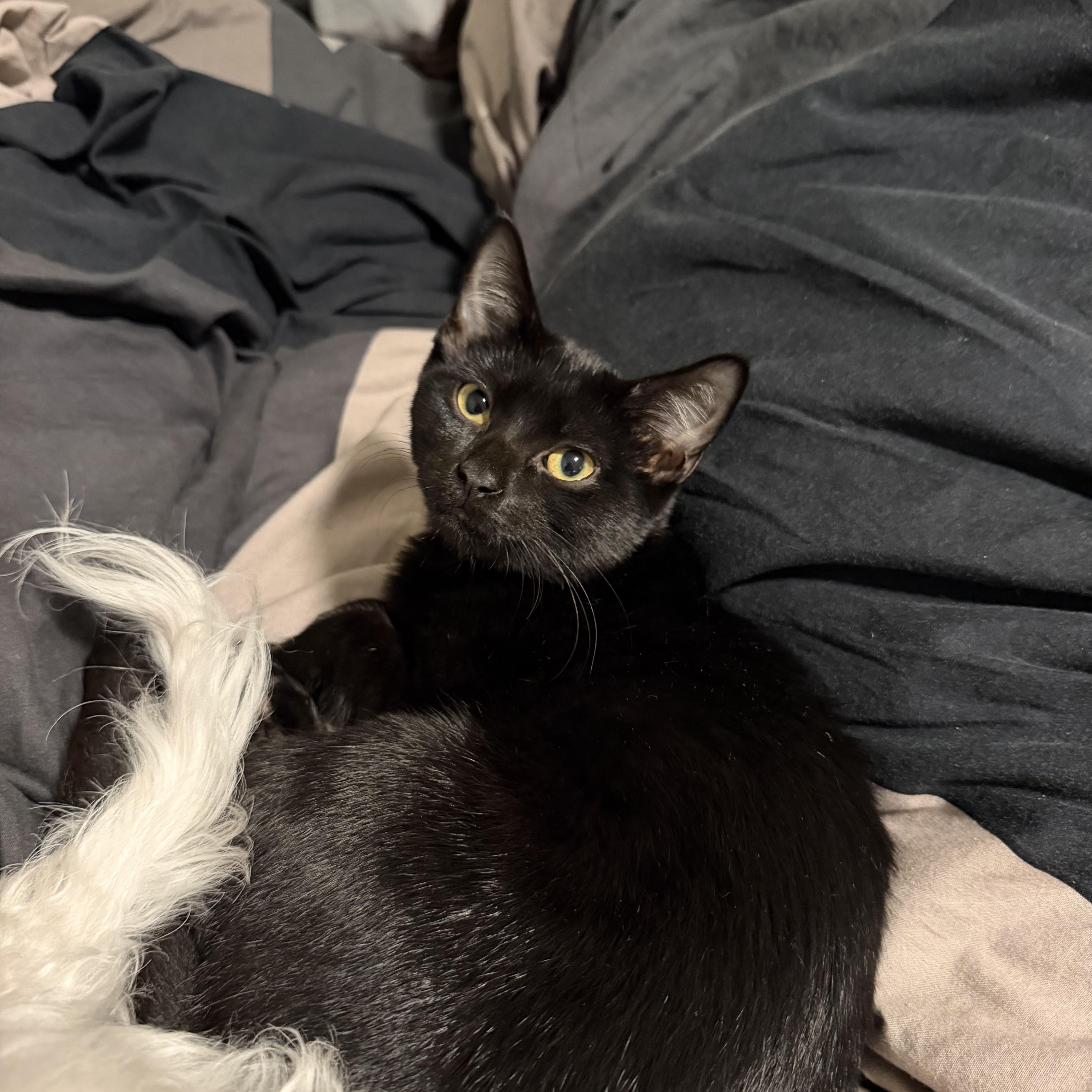 A baby small-sized female Black Domestic Short Hair cat named Muffin for adoption in Bayside, NY