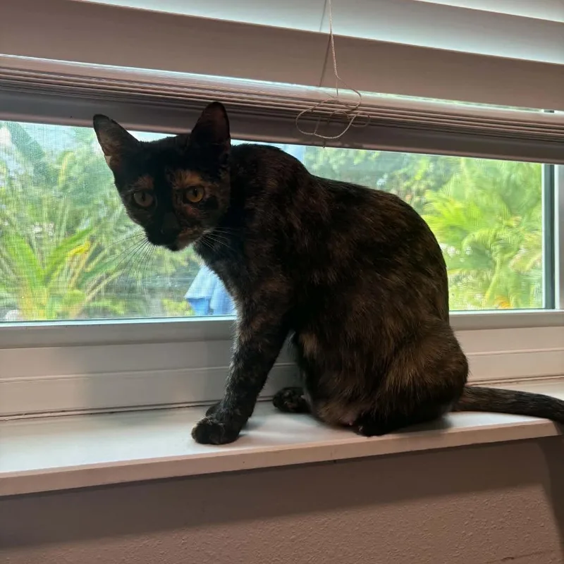 A young medium-sized female Black Domestic Medium Hair cat named Kiki for adoption in Seminole, FL