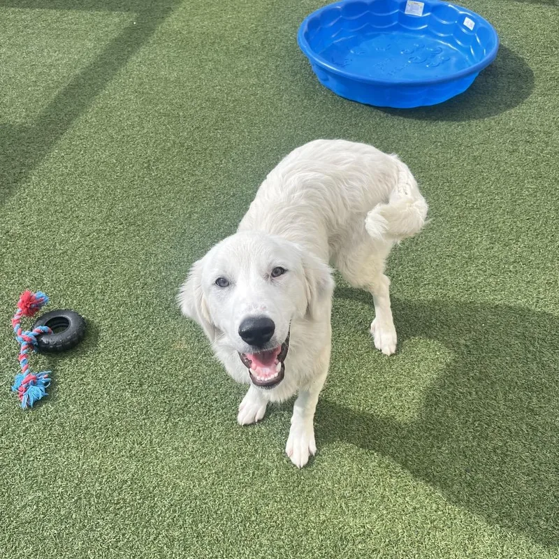 A young medium-sized male White / Cream Great Pyrenees dog named Marley for adoption in Houston, TX