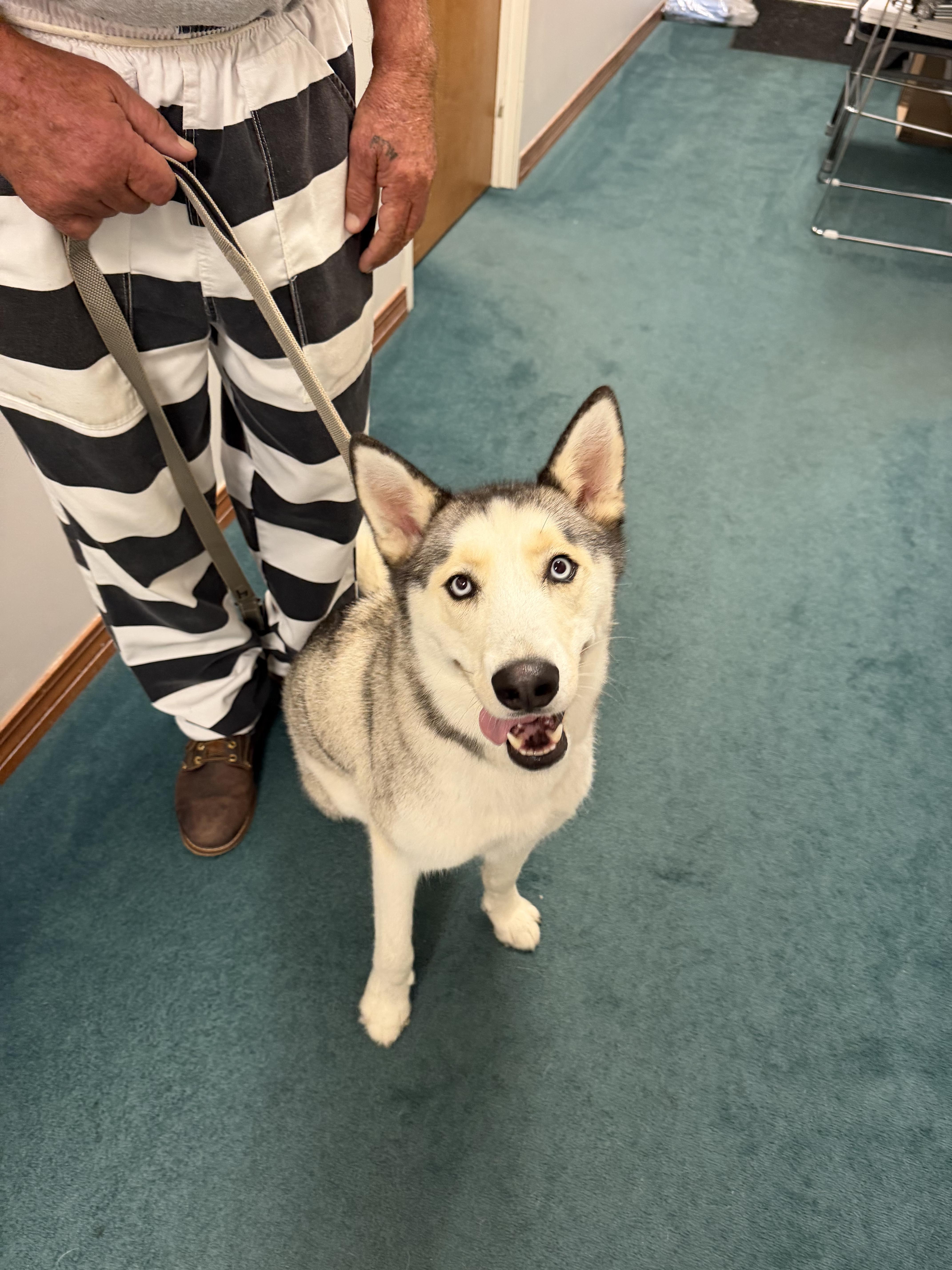 A baby medium-sized male White / Cream Husky dog named Loki for adoption in Semmes, AL