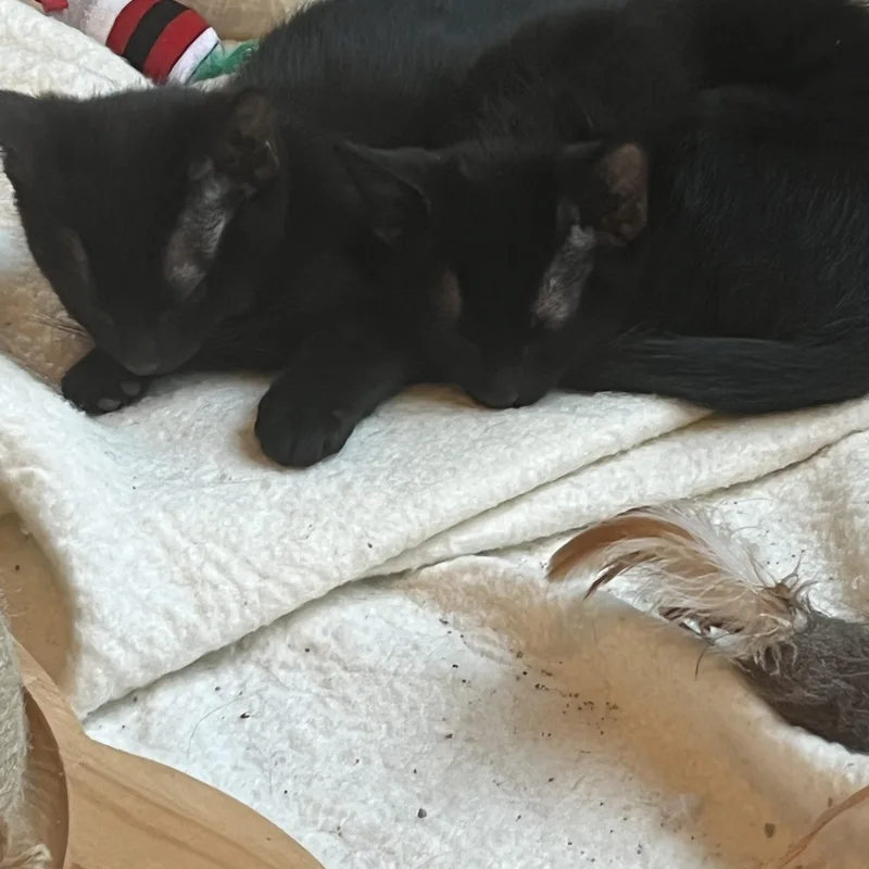 A young medium-sized female Black Domestic Short Hair cat named Cj for adoption in Wheeling, IL