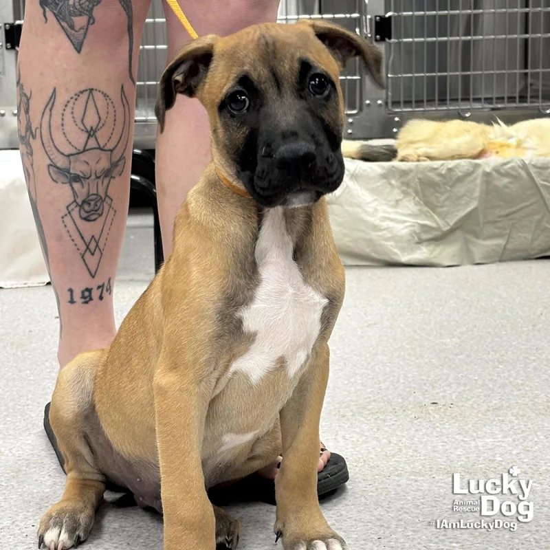 A baby large-sized male Shepherd dog named Emilio for adoption in Washington, DC