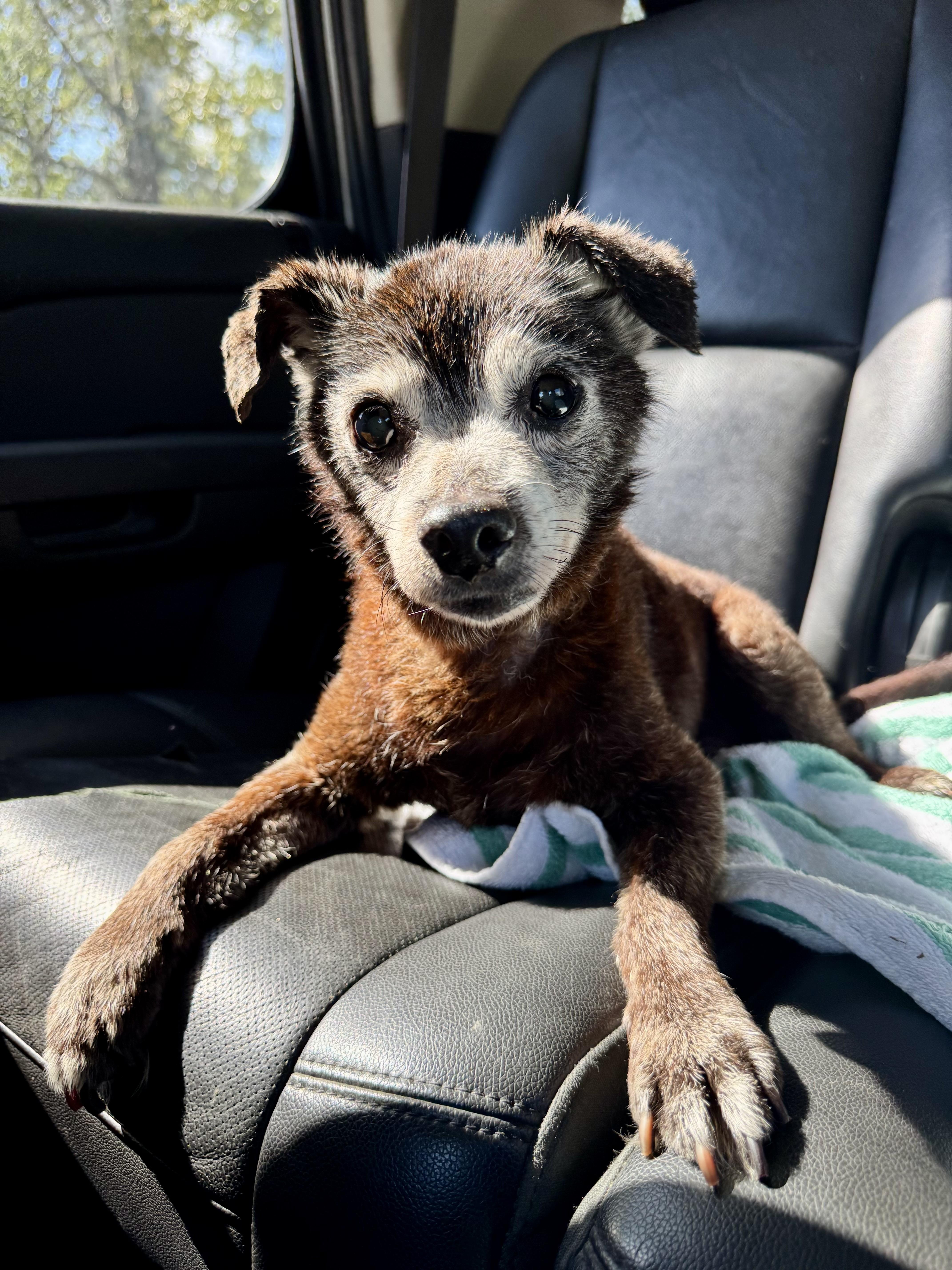 A senior small-sized male Chihuahua dog named Pookie for adoption in Baton Rouge, LA