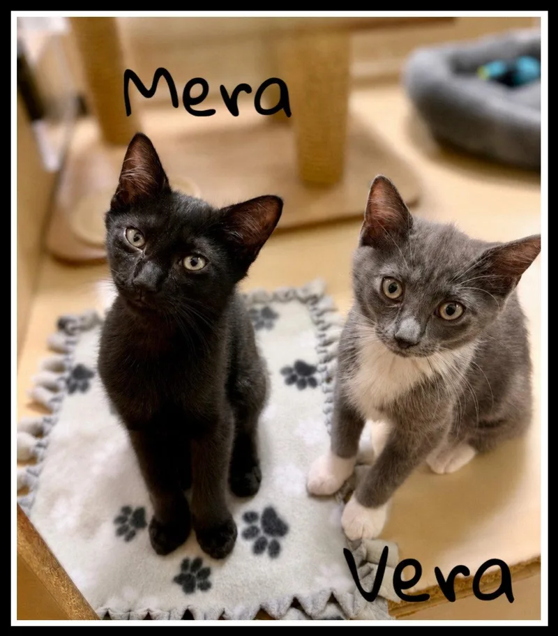 A baby medium-sized female Gray & White Domestic Short Hair cat named Vera Jenkintown PS for adoption in Greenville, DE