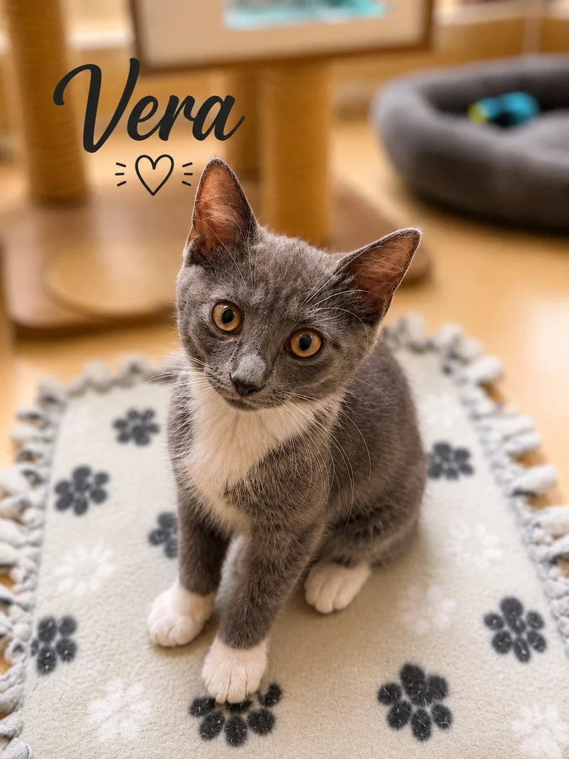 Vera  Jenkintown PS thumbnail 2