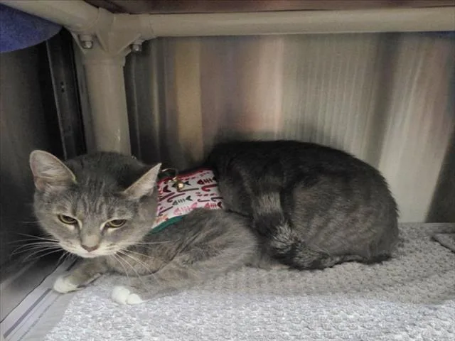 An adult medium-sized female Domestic Short Hair cat named Tuna for adoption in Derwood, MD