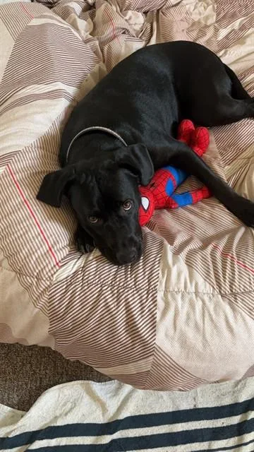 An adult medium-sized female Labrador Retriever dog named Georgia for adoption in San Luis Obispo, CA