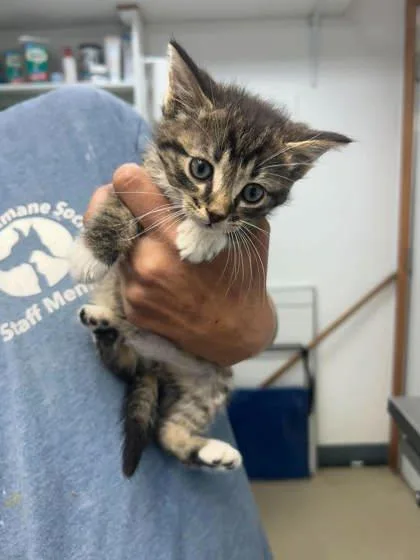 A young medium-sized male Domestic Short Hair cat named Gunsmoke for adoption in Sullivan, IN
