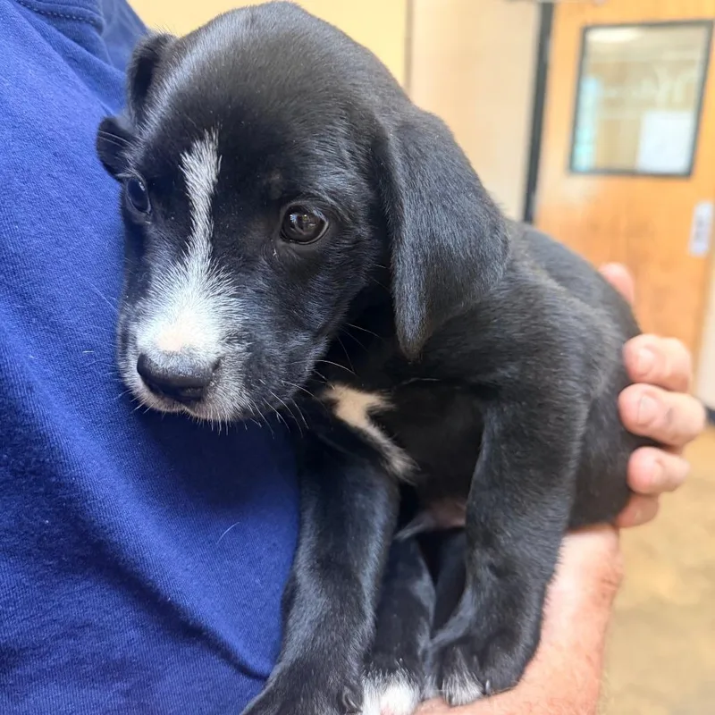 A baby small-sized male Black Mixed Breed dog named Hiccup for adoption in Corinth, MS