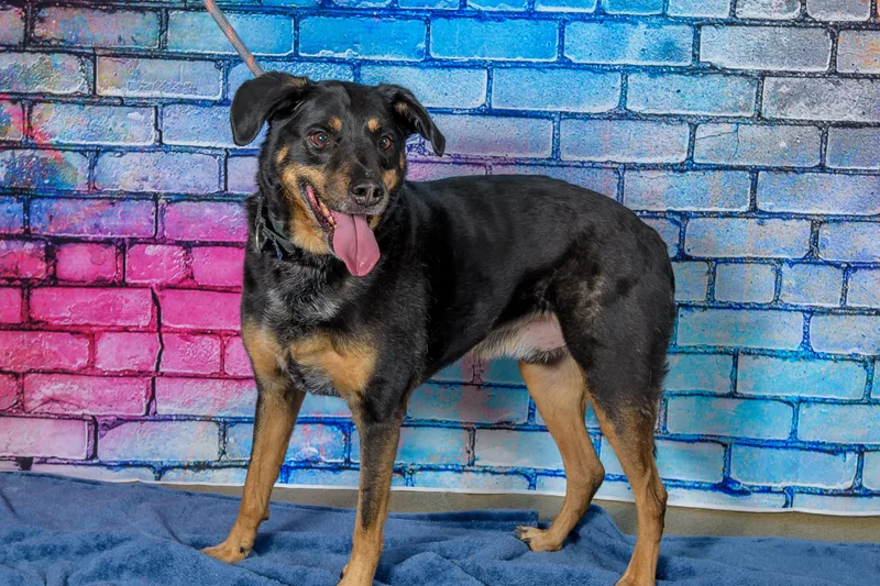 An adult medium-sized male Black Rottweiler dog named Buck for adoption in Blair, NE