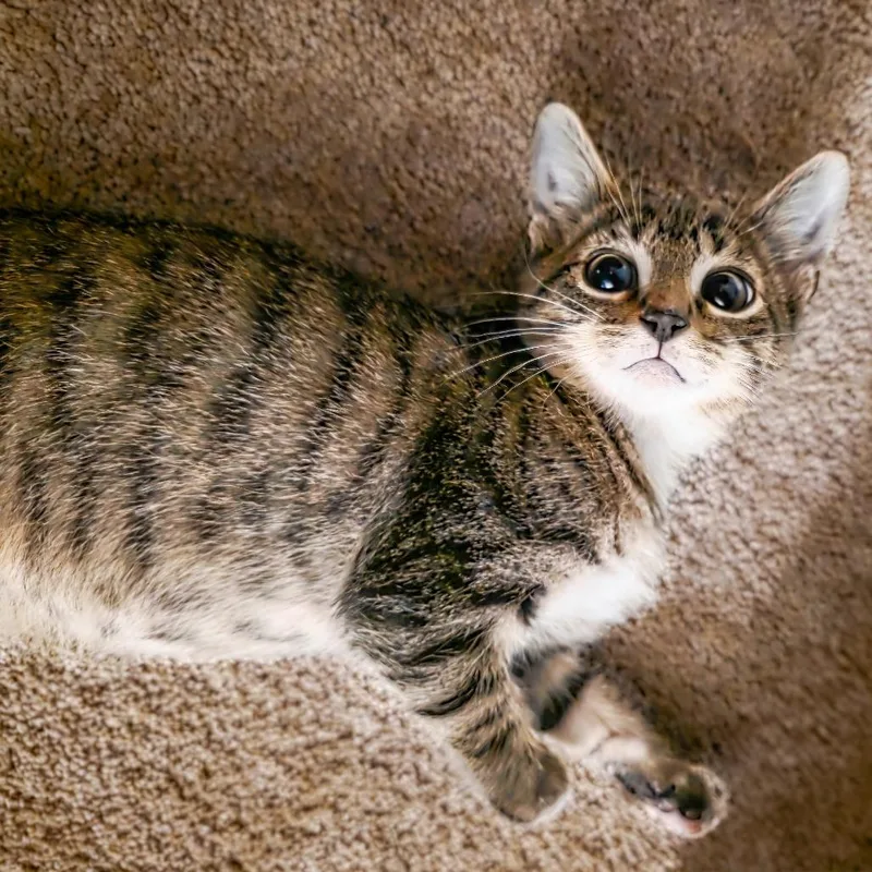 A baby small-sized male Brown / Chocolate Domestic Short Hair cat named Lincoln for adoption in Huntsville, AL