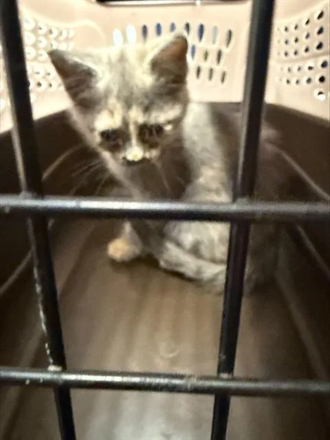 A baby small-sized female Domestic Short Hair cat named Missy for adoption in Stockton, CA