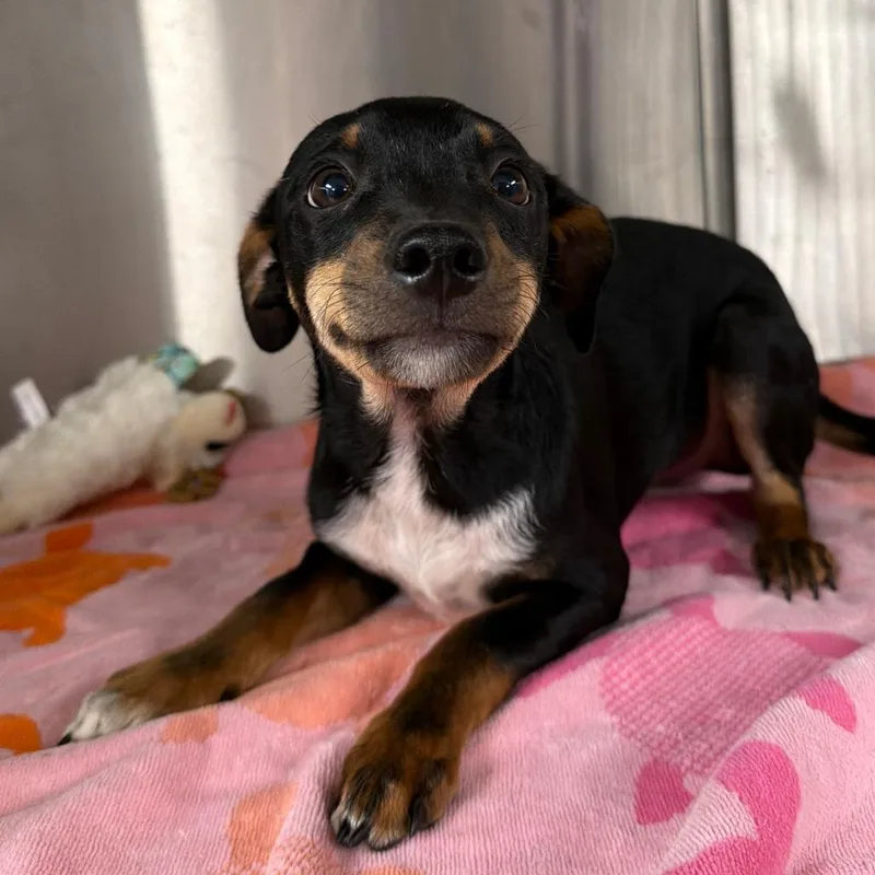 A baby small-sized male Black Miniature Pinscher dog named Benji for adoption in Stillwater, OK