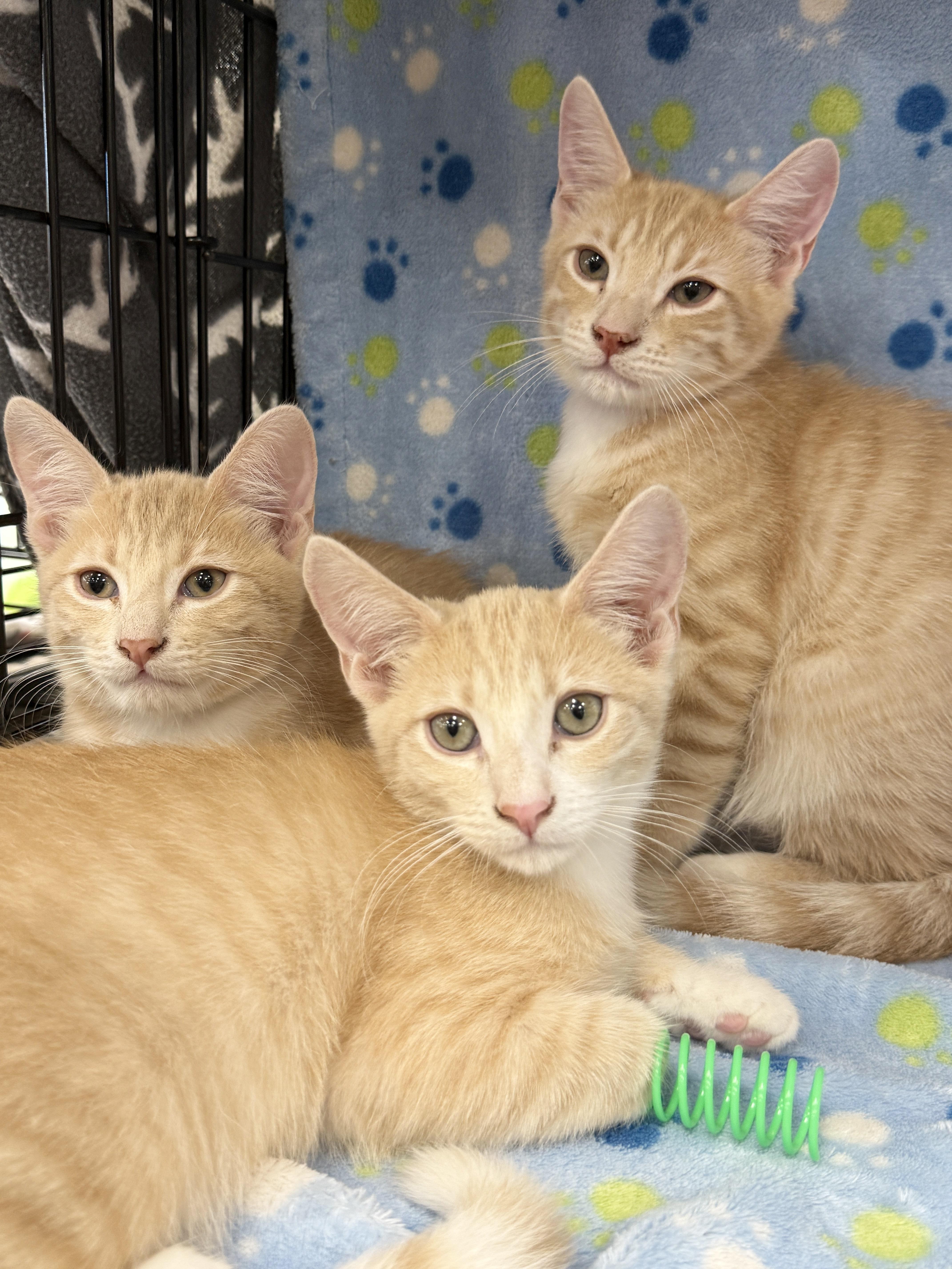 Pooh Bear thumbnail 2