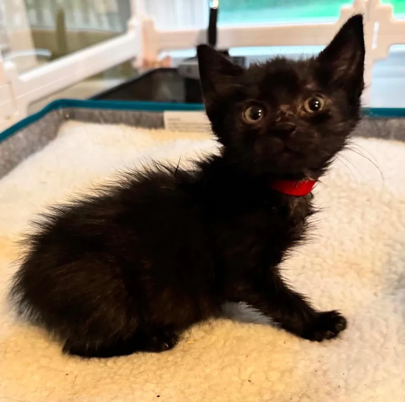A baby small-sized male Domestic Short Hair cat named Refrigerator Steve for adoption in Newnan, GA