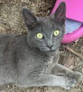 An adult small-sized female Domestic Short Hair cat named Kiki for adoption in West Chester, PA