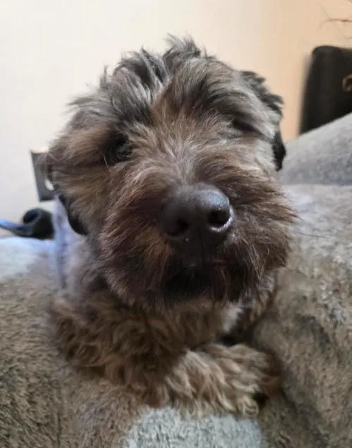 An adult medium-sized male Gray / Blue / Silver Giant Schnauzer dog named Grayson for adoption in Manvel, TX