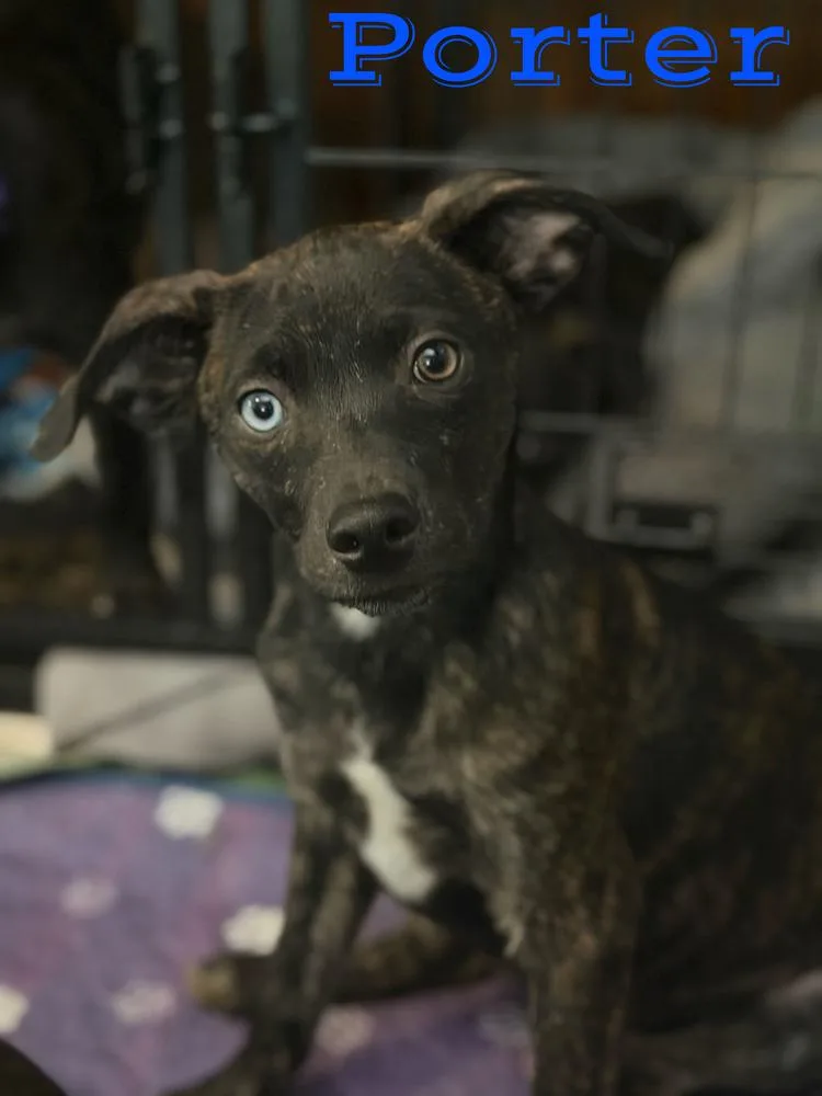 A baby small-sized male Tricolor (Brown, Black, & White) Chihuahua dog named Porter for adoption in Pleasant Hill, CA