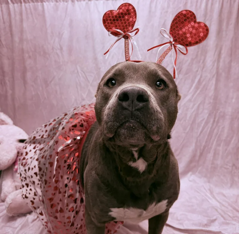 An adult medium-sized female Gray / Blue / Silver Pit Bull Terrier dog named Rose for adoption in Statesboro, GA