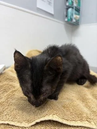 A baby small-sized male Domestic Short Hair cat named Shorty for adoption in West Chester, PA