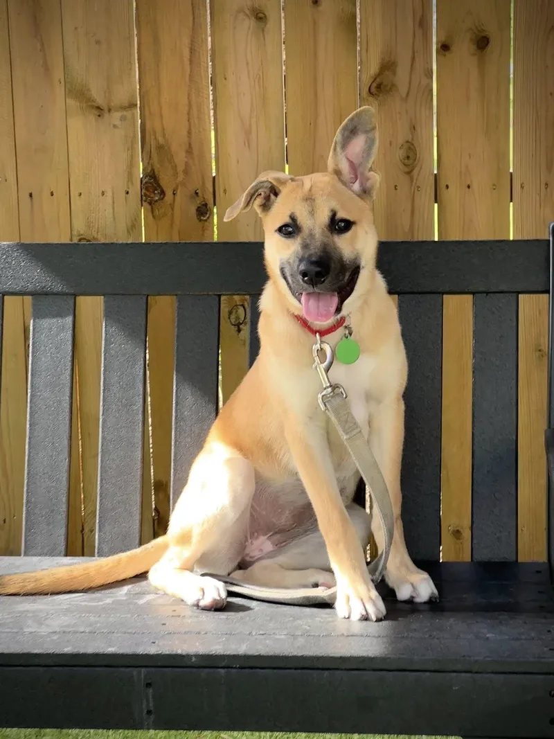 A young medium-sized female Yellow / Tan / Blond / Fawn Shepherd dog named Lucy Leanne for adoption in Breinigsville, PA