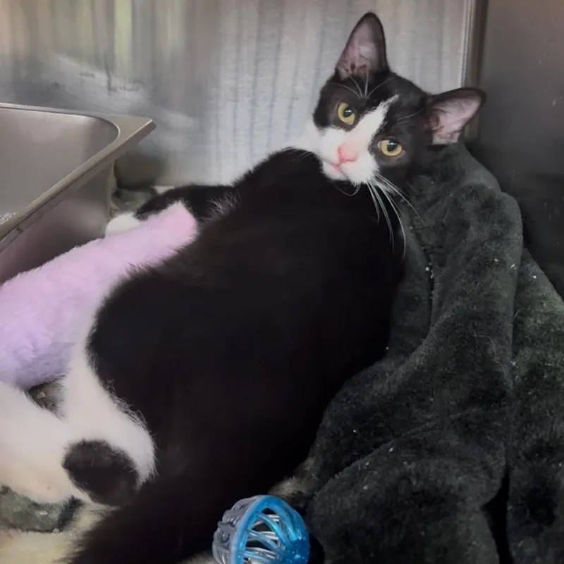 A baby small-sized male White Domestic Short Hair cat named Onyx for adoption in Shinnston, WV