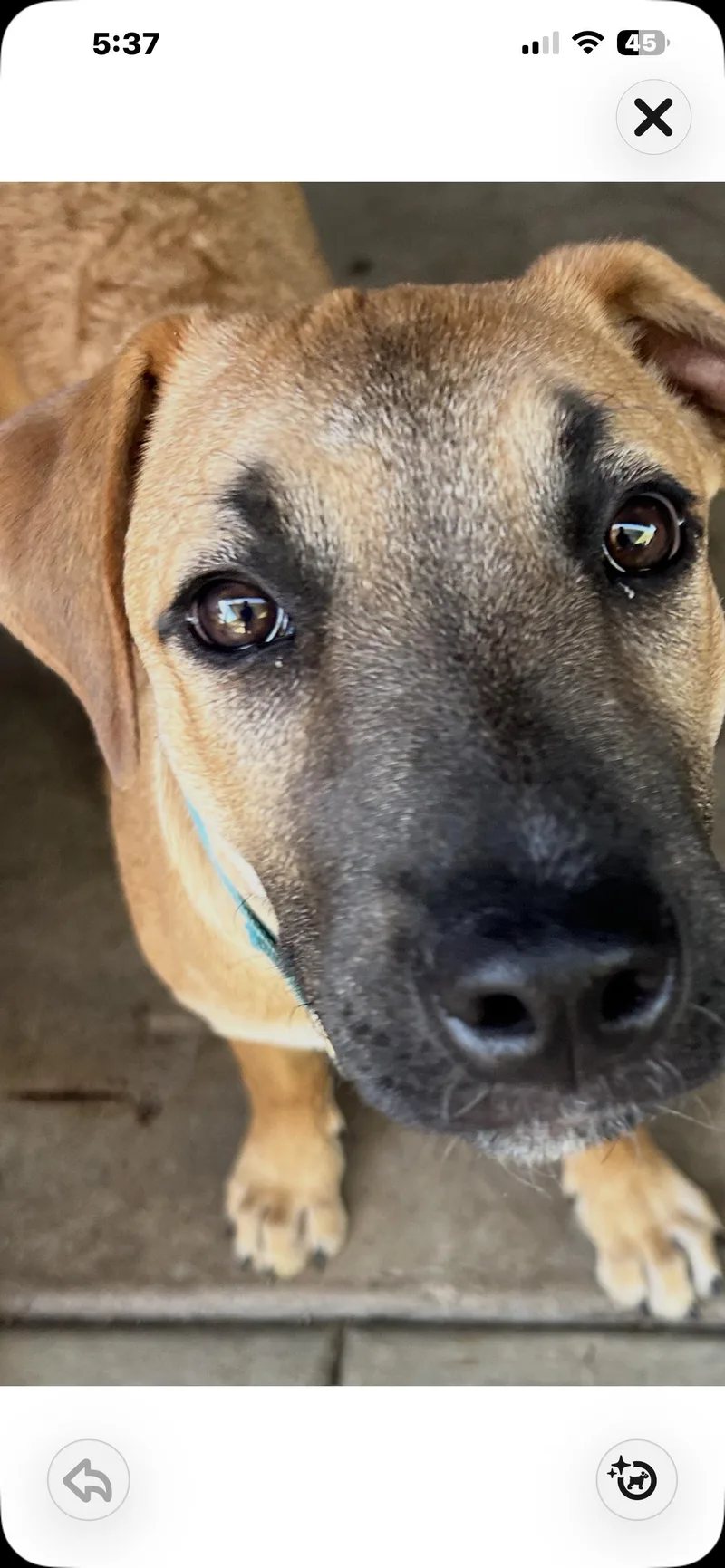 A baby medium-sized male German Shepherd Dog dog named Billy for adoption in El Cajon, CA