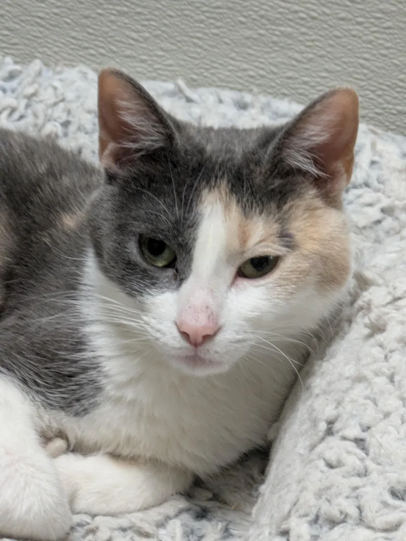 An adult medium-sized female Domestic Short Hair cat named Aries for adoption in Mount Pleasant, MI