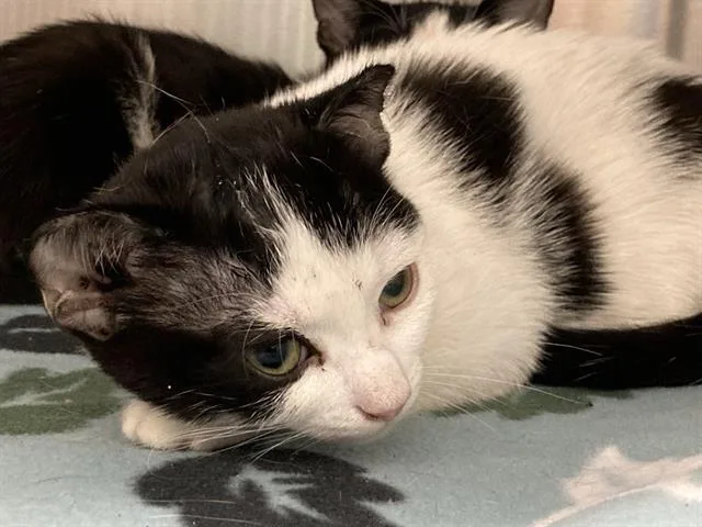 A baby small-sized female Domestic Short Hair cat named Bara for adoption in Tustin, CA
