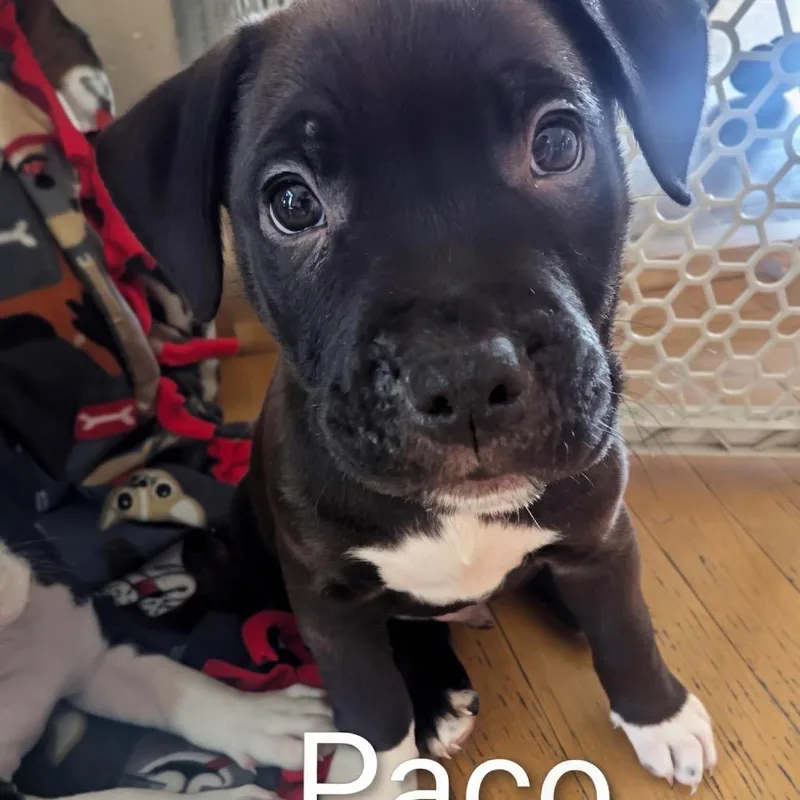 Paco D thumbnail 2