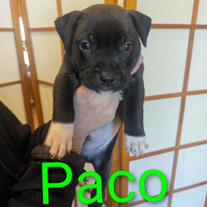 Paco D thumbnail 3