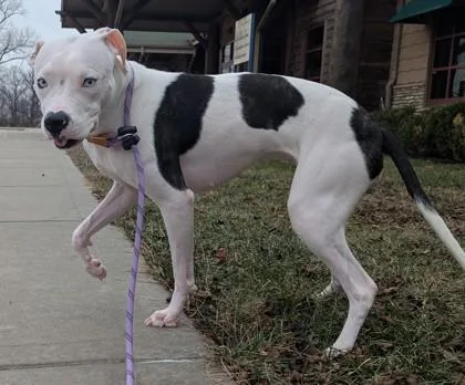 Callisto thumbnail 2