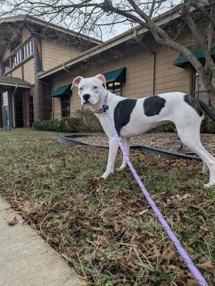 Callisto thumbnail 3