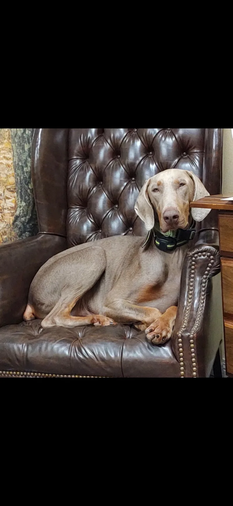 An adult large-sized male Gray / Blue / Silver Doberman Pinscher dog named Theo for adoption in seaside heights, NJ