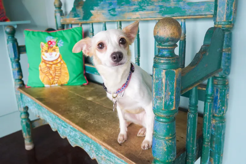 An adult small-sized female White / Cream Chihuahua dog named Caramel for adoption in San Antonio, TX