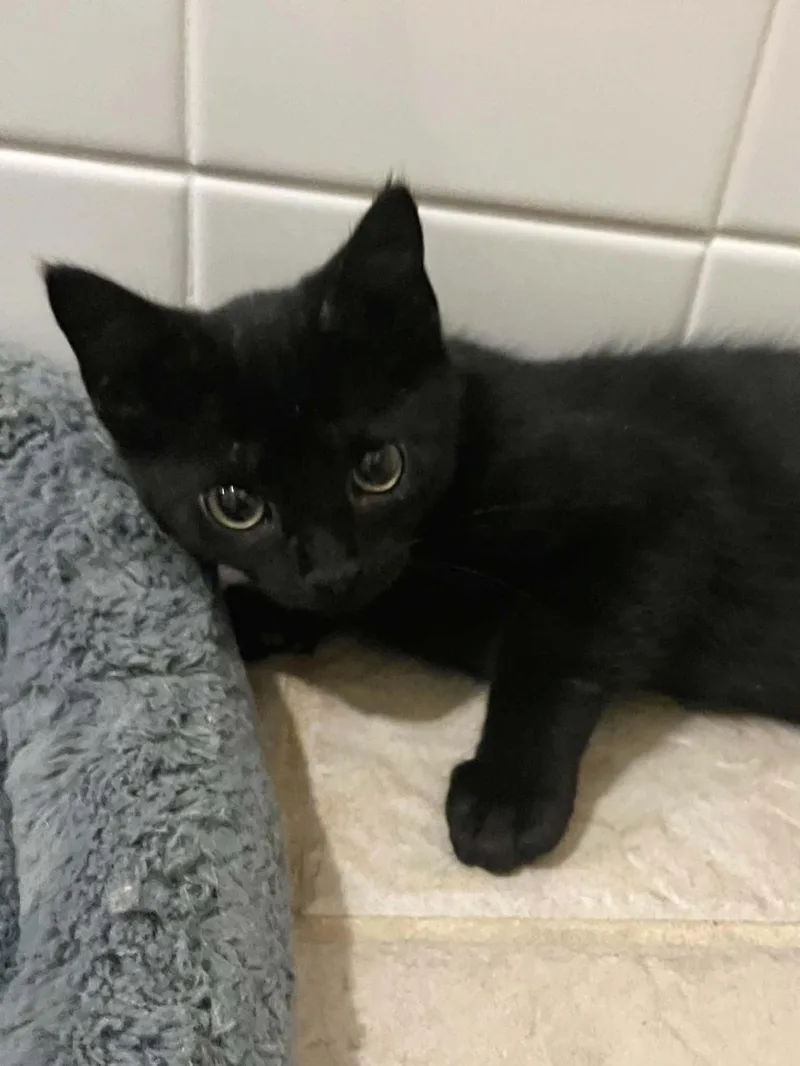 A baby medium-sized male Black Domestic Short Hair cat named Waldo for adoption in Hickory, NC
