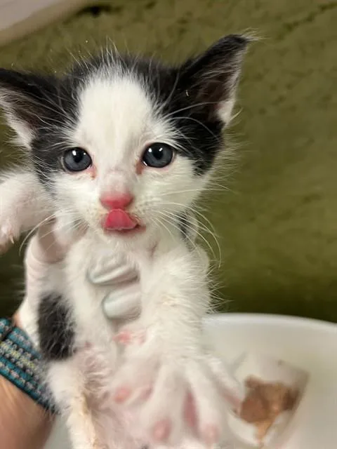 A baby small-sized male Domestic Short Hair cat named Mouse for adoption in Riverside, CA
