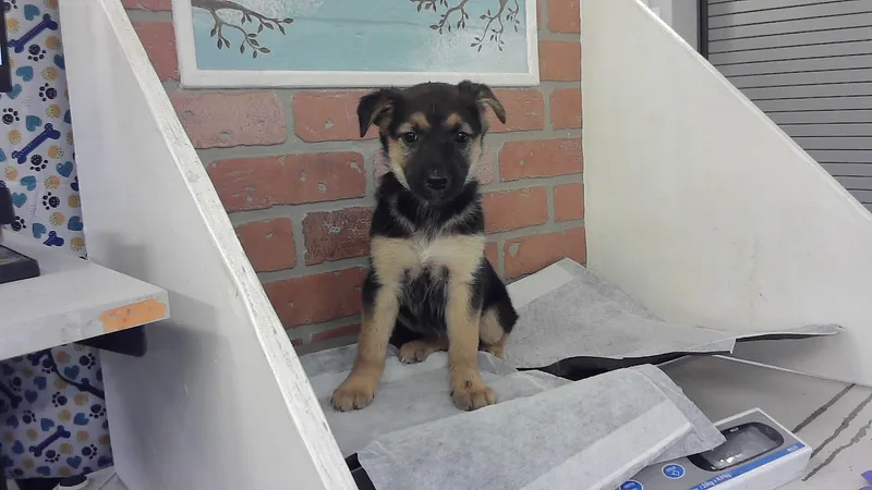 A baby small-sized female Labrador Retriever dog named Sherry for adoption in Houston, TX
