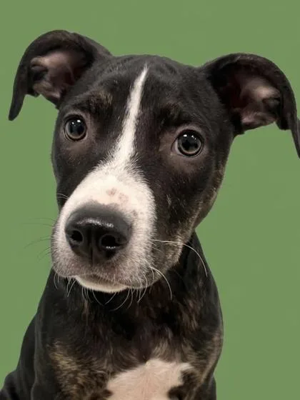A young medium-sized female Terrier dog named Brynn for adoption in Gulfport, MS