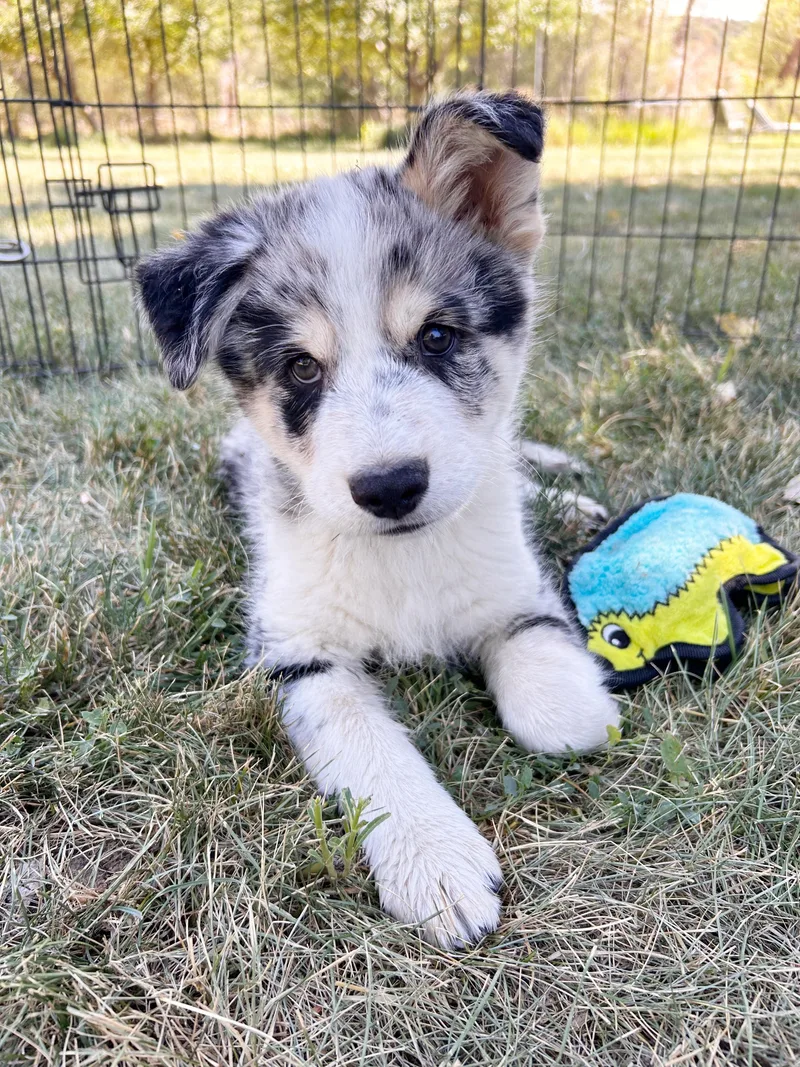 A baby medium-sized male Merle (Blue) Australian Shepherd dog named Powell for adoption in Durango, CO
