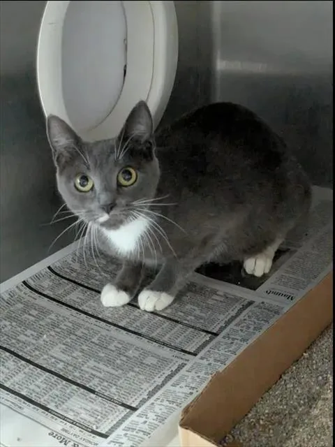 A young small-sized female Domestic Short Hair cat named Boomba for adoption in Brunswick, GA