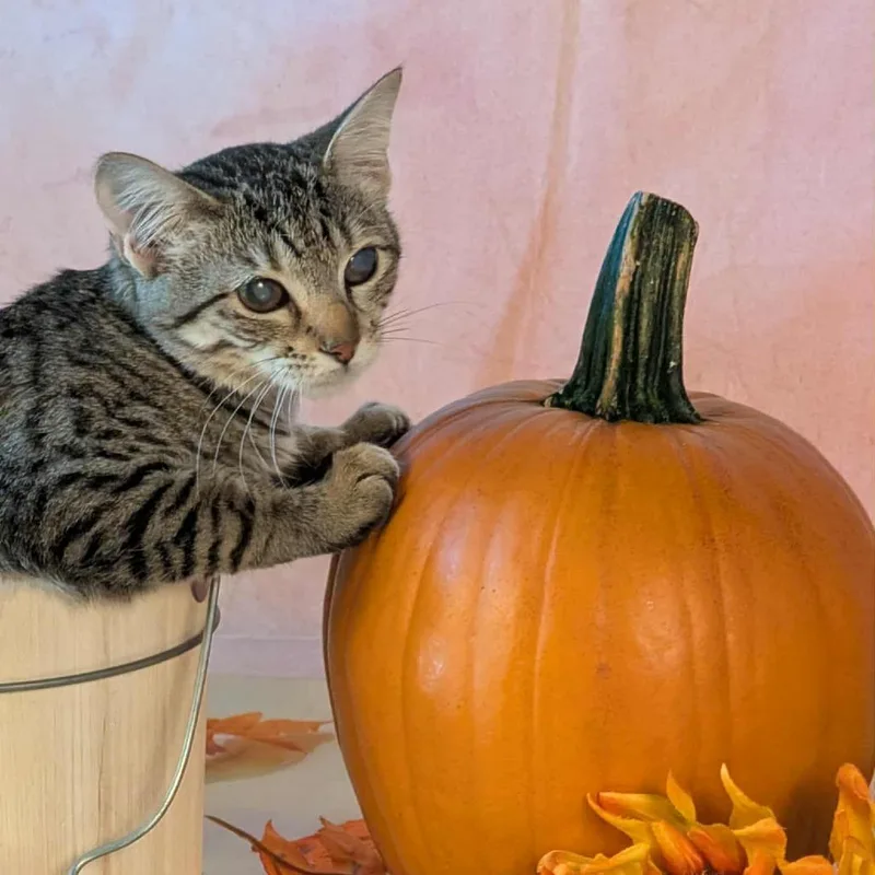 Tinkerbell thumbnail 2