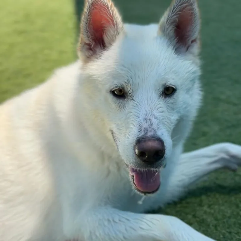 Roxy A thumbnail 3